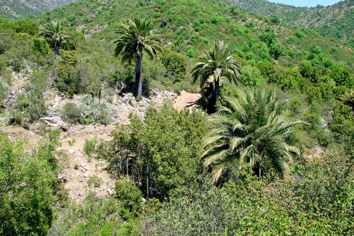 uchile's tweet photo. Estudio @IEBChile revela su baja diversidad genética de la Palma chilena: una sobreviviente de los antiguos bosques tropicales que necesita ser protegida https://t.co/JK6cPhEz2T https://t.co/cdx62SHYDp