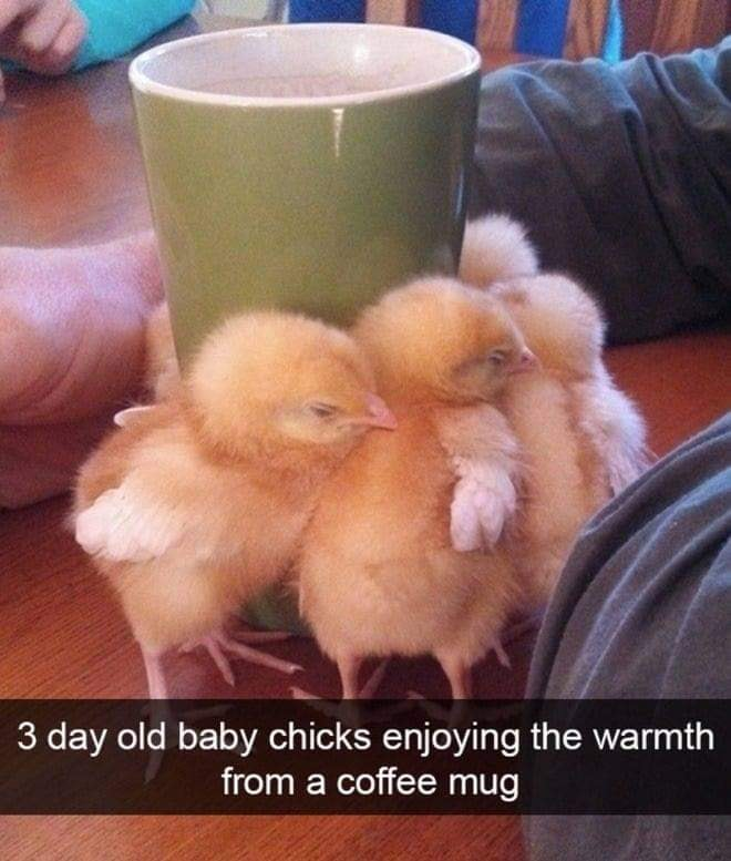 WholesomeMeme's tweet photo. https://t.co/CxE4TABDlQ