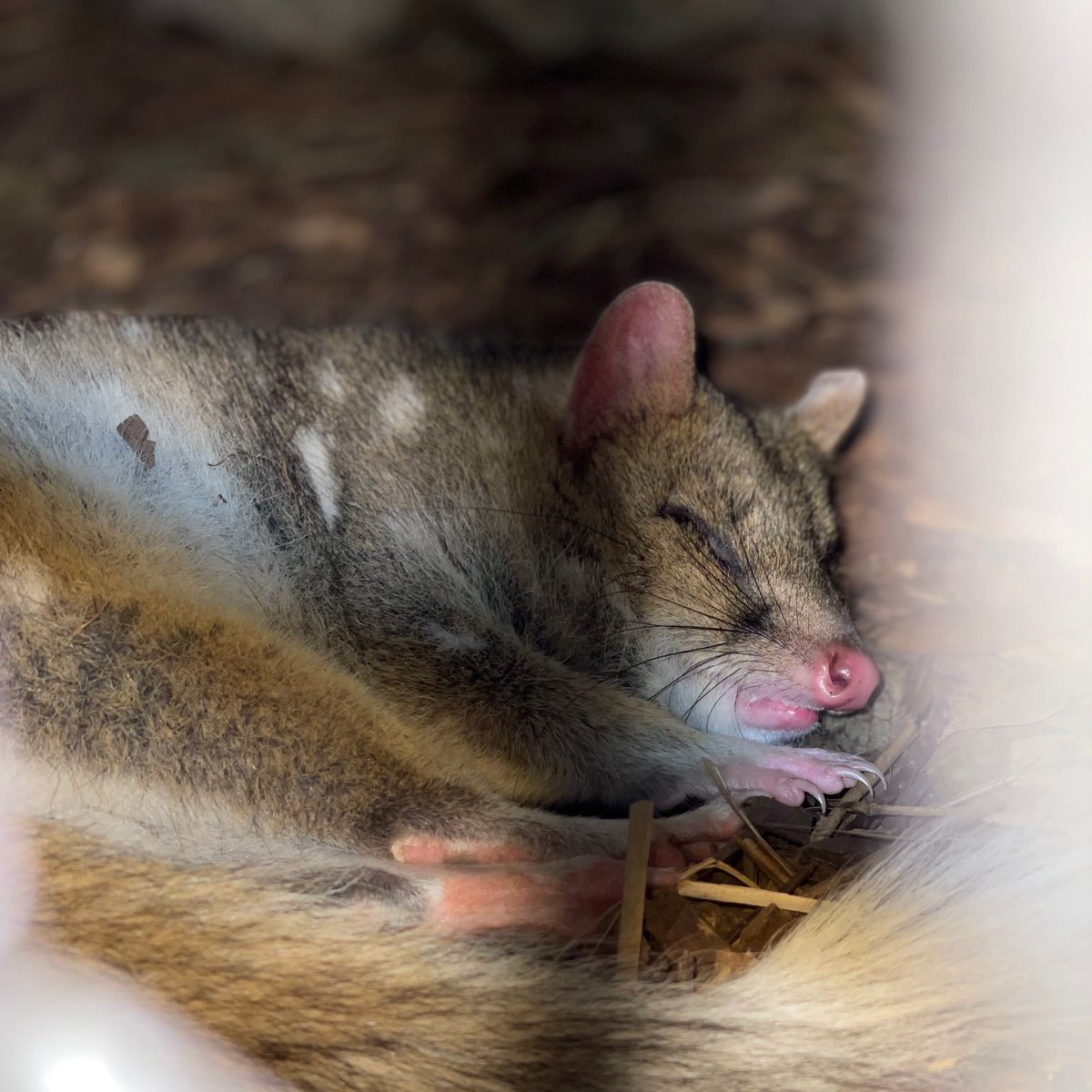 OakvaleWildlife's tweet photo. On a Sunday morning who does not love a sleep in.
#spottedquoll #australianwildlife #sundaymorning #quoll #sleepins https://t.co/NBS6RMwnRE