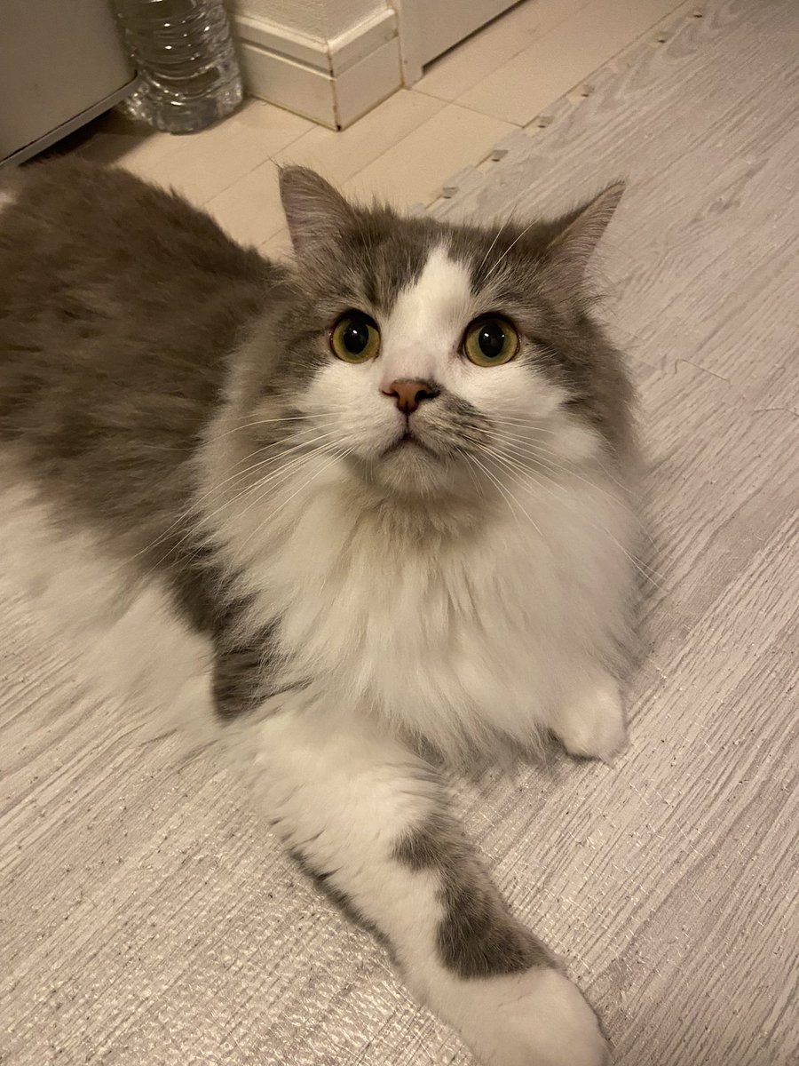 shakekun0326's tweet photo. おはようございます😇

#スコティッシュフォールド
#猫のいる暮らし
#猫のいる生活
#ねこのきもち
#猫好きさんと繋がりたい https://t.co/5pAu4qXY7T