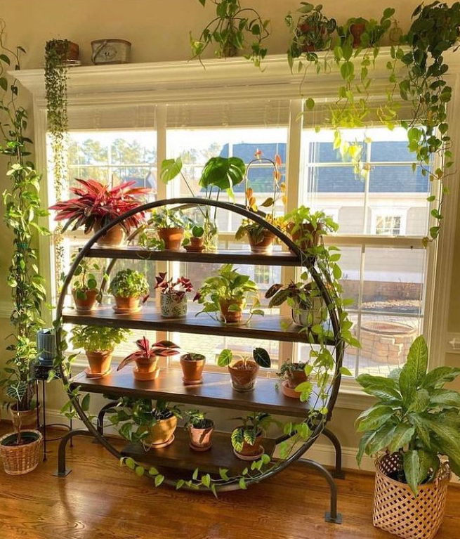 HobbyistPlant's tweet photo. Jealous of this plant shelf 🌿 https://t.co/D3l7iC0BZC