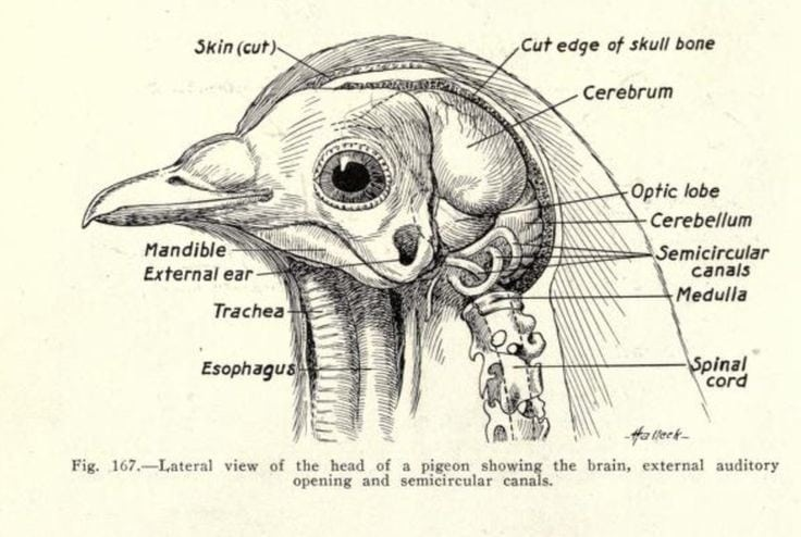 Chicken Brain Anatomy Anatomy Archives | New York Tech