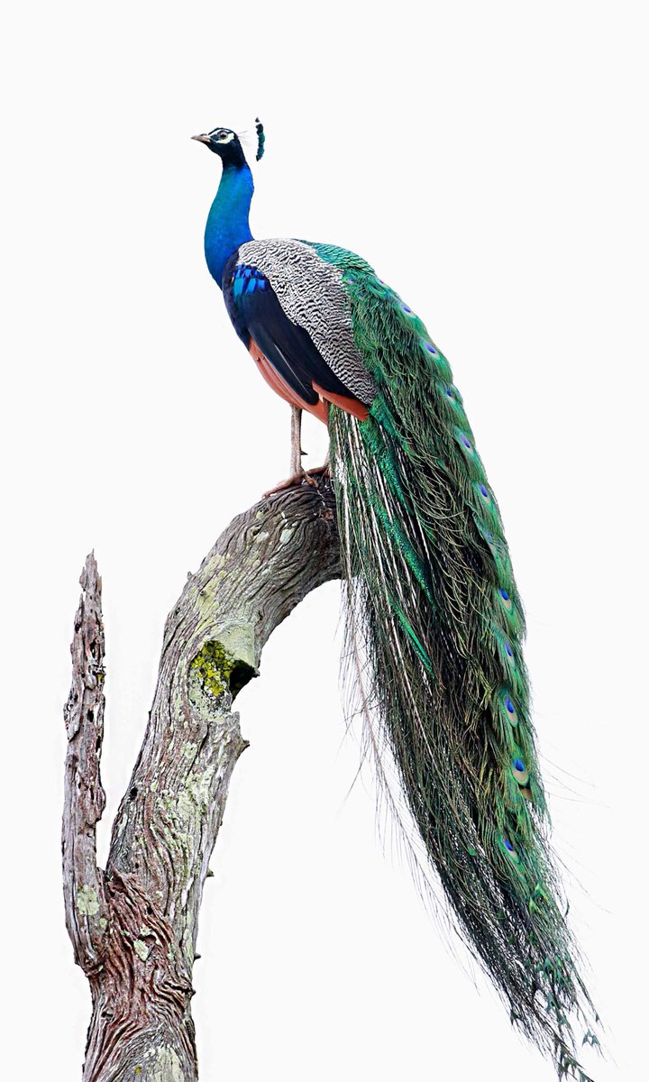 Lovely birds in China🐦 tweet media