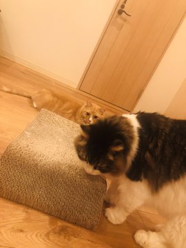 Cat Cafe Obc 福岡にある猫カフェ 子猫のへや