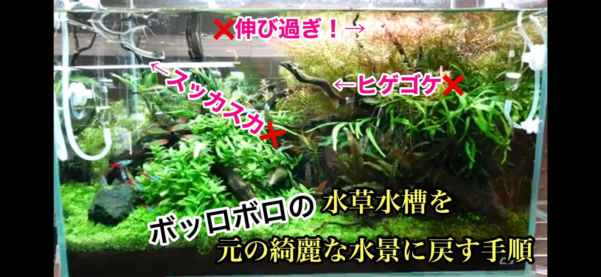 Aquashop Wasabi 東京店 アクアショップワサビ Aquashopwasabi2 Twitter