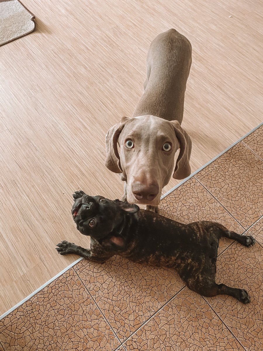 preciousdoggo's tweet photo. Got some food? 🐶 What caption would you use for this picture? 😂
#captiontime #needhelp https://t.co/ZsifWqsHPf