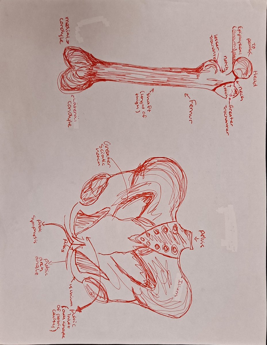mochem12's tweet photo. #HBS #PLTW studying for their bones quiz @Eldon_Schools @Eldon_Mustangs They have been working hard this week! https://t.co/t8m05ZLyxg