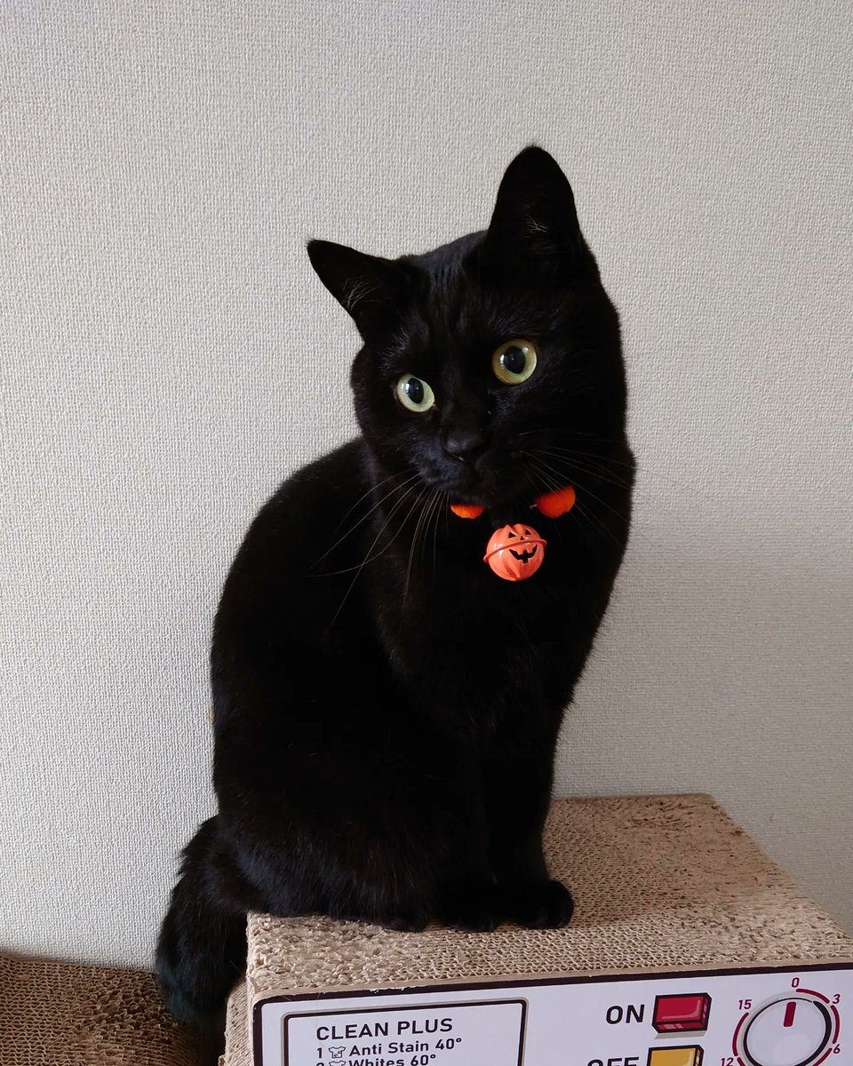2929hohoho's tweet photo. ハロウィン🎃はまだまだ
それなのに
🎃の首輪させられてます🙀

#ハロウィン
#セリア
#黒猫
#猫好きさんと繋がりたい https://t.co/PWVRQNwx4h