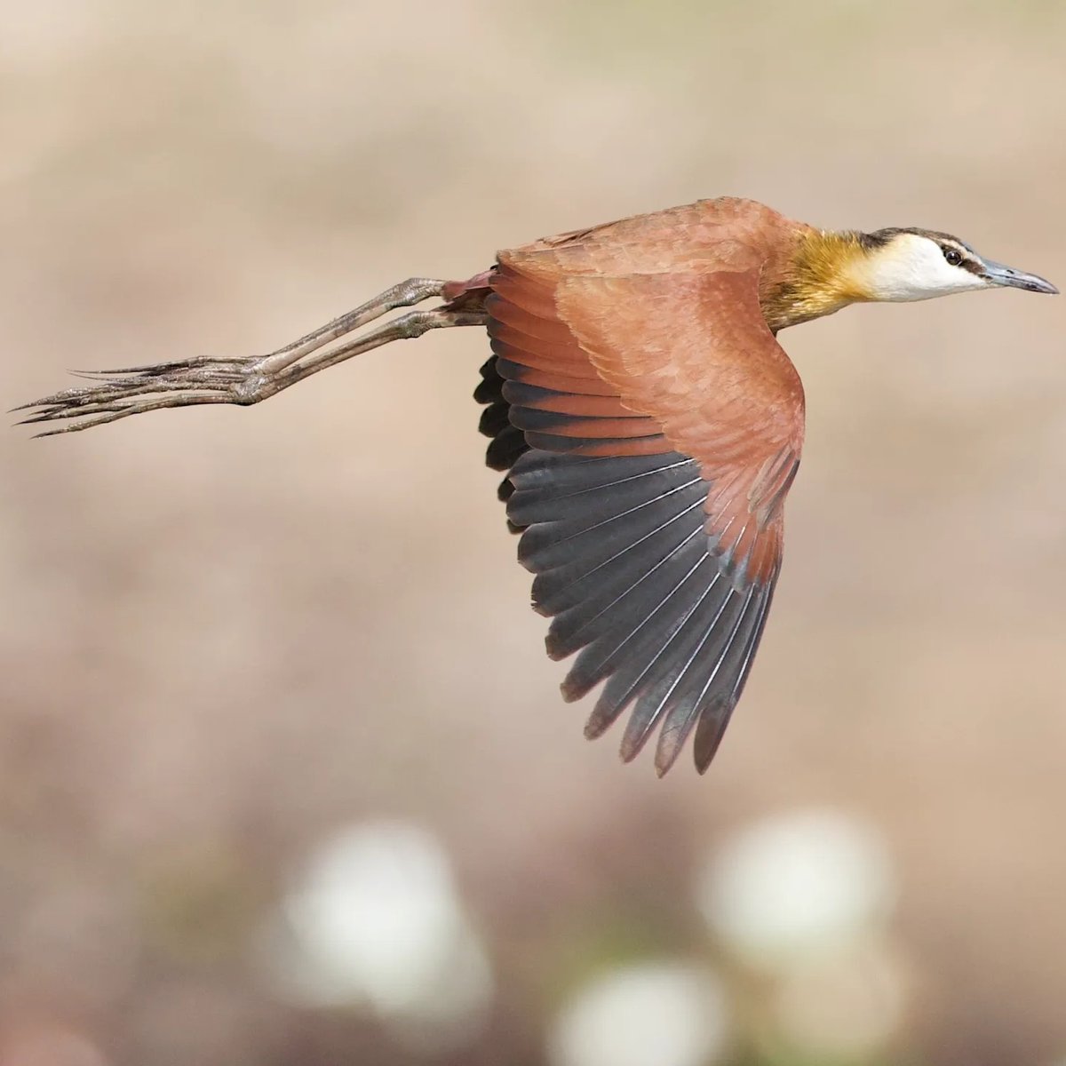 AndOsprey's tweet photo. African Jacana or ĺilly trotter (Actophilornis africanus) photograph at Tujureng pound Western Gambia 🇬🇲
#BirdsSeenIn2022 #BirdTwitter #twittercommunity #TwitterCircle #DisneyPlusDay #birdphotography #birdwatching #birds #jacanas #Tours #The Gambia 🇬🇲 https://t.co/RZqOOwdISM