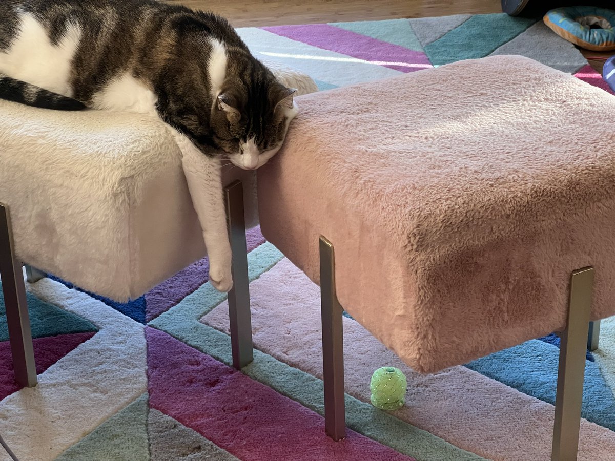indiewebcat's tweet photo. Too sleepy to play with pineapple ball https://t.co/JYXZ4n3gGL