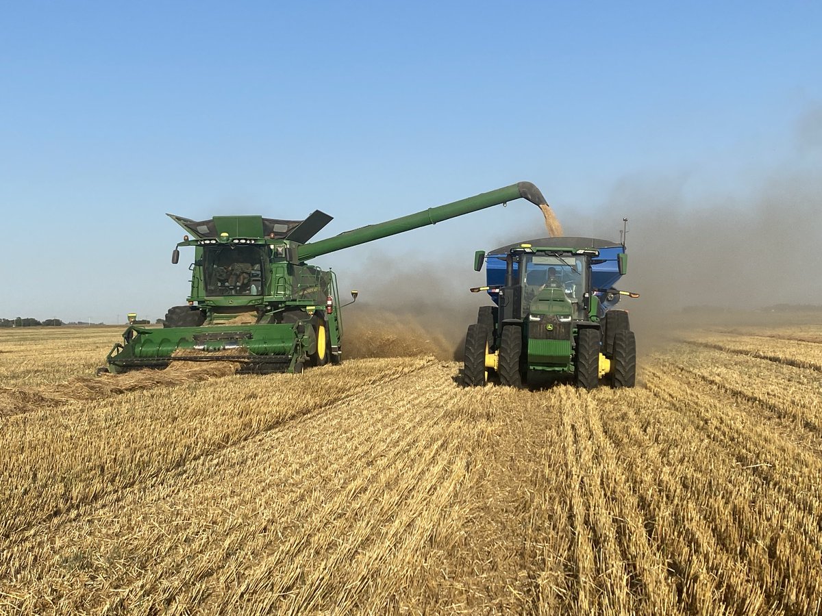 Back to the oat train today with Endure oats keeping the trucks real busy. Swaths sitting for a week of great drying weather has combines tearing it up &amp; loving it! ⁦#eatyourcheerios ⁦<a href="/AllianceSeed/">Alliance Seed</a>⁩ ⁦<a href="/AgassizSeedFarm/">Agassiz Seed Farm</a>⁩