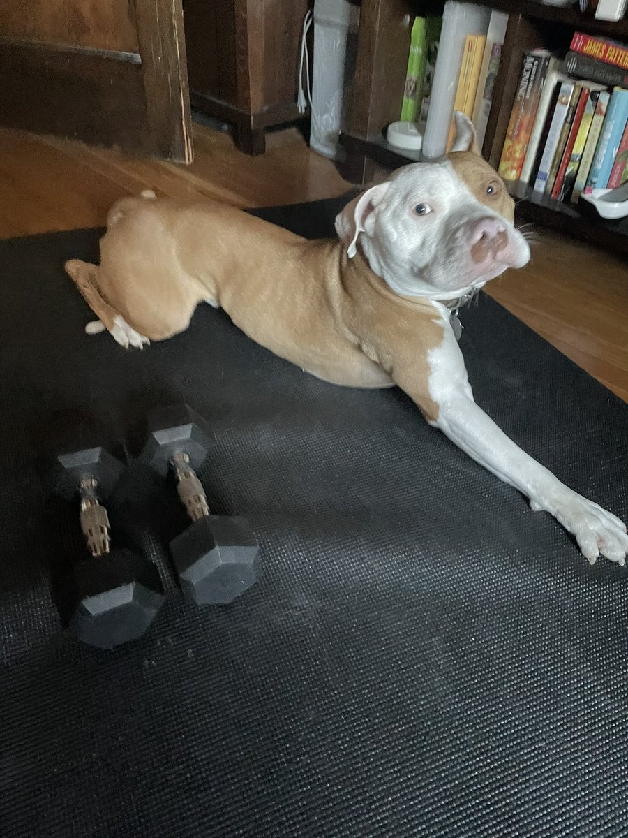 MisStaar's tweet photo. @pitbullsad My three legged pittie says hi https://t.co/DgryQn4UBM