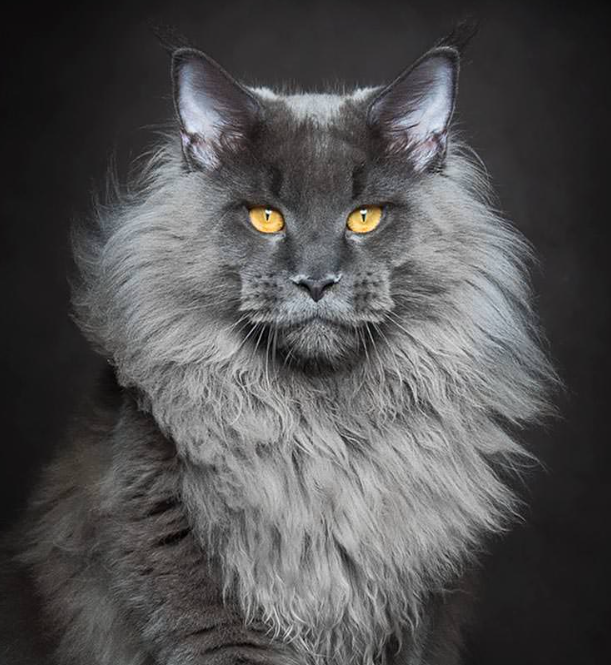 LiftForever67's tweet photo. Can you believe the ancient Egyptians actually treated cats like Gods?!
Oh, wait...
#Caturday
#GoldenGods https://t.co/7WBz5vf7qT
