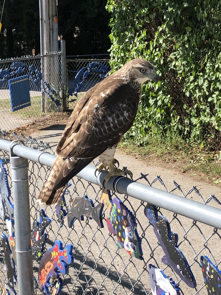 ⁦<a href="/byronsouthwood/">Byron Southwood</a>⁩ stream of dreams fish are so realistic we had a visitor stop ⁦⁩by for lunch today! ⁦<a href="/FishOnTheFence/">UTRCA Stream of Dreams</a>⁩ ⁦