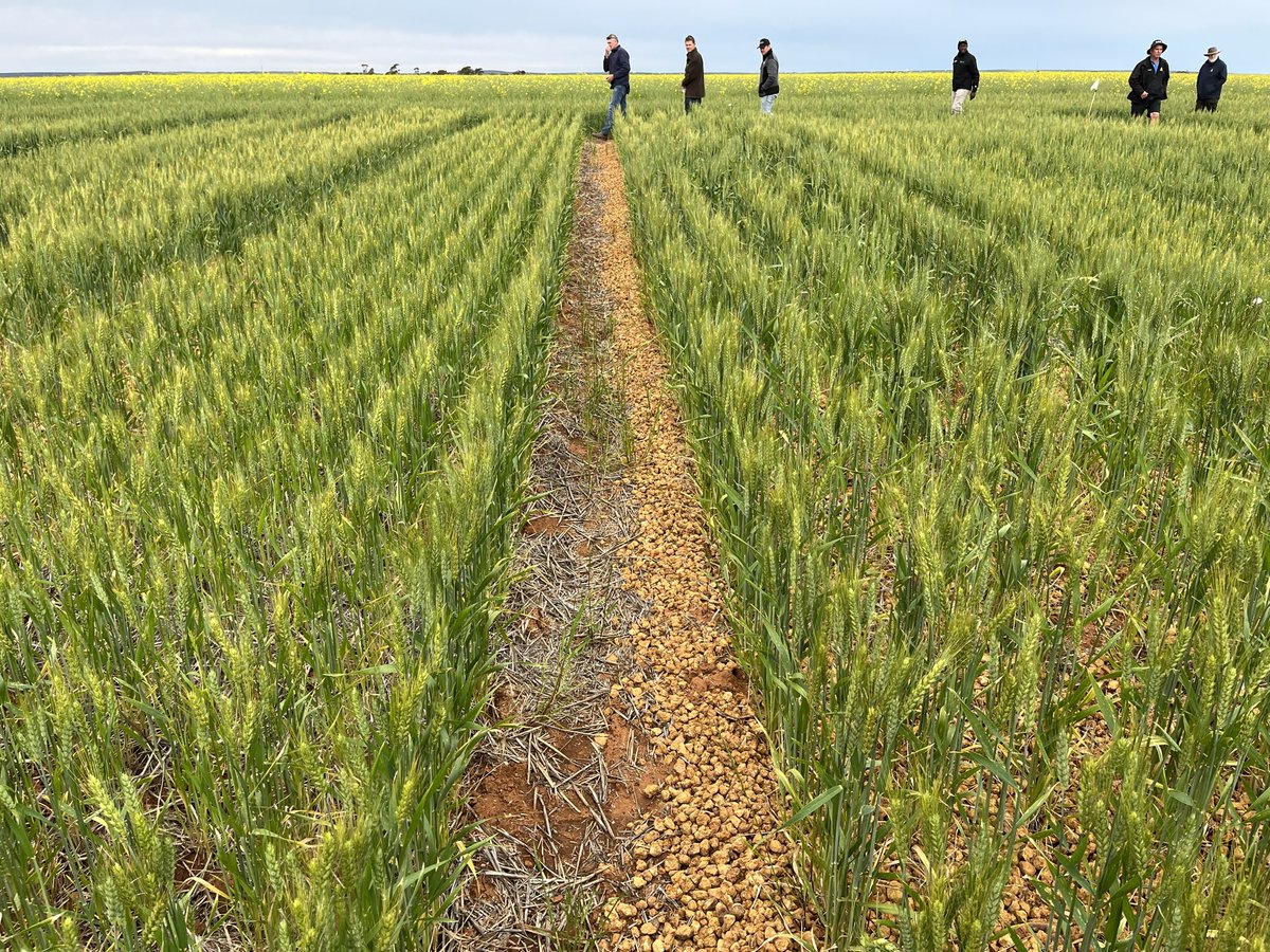 Chris Zaicou-Kunesch (@czaicou) on Twitter photo Sodic soils are a challenge and R&D by <a href="/wayneparker13/">wayne parker</a> <a href="/DavidHall_Soils/">David Hall</a> & team is amazing. Checkout grdc.com.au/resources-and-… and Apple ibook apple.co/3R241m5. Investment by <a href="/DPIRDbroadacre/">DPIRD Broadacre - WA Grains & Livestock</a> <a href="/theGRDC/">GRDC</a> Thanks Jo Chad Coshy Larry Trevor & Lucas etal Trial at Mullewa is awesome Sodic soils are a challenge and R&D by <a href="/wayneparker13/">wayne parker</a> <a href="/DavidHall_Soils/">David Hall</a> & team is amazing. Checkout grdc.com.au/resources-and-… and Apple ibook apple.co/3R241m5. Investment by <a href="/DPIRDbroadacre/">DPIRD Broadacre - WA Grains & Livestock</a> <a href="/theGRDC/">GRDC</a> Thanks Jo Chad Coshy Larry Trevor & Lucas etal Trial at Mullewa is awesome