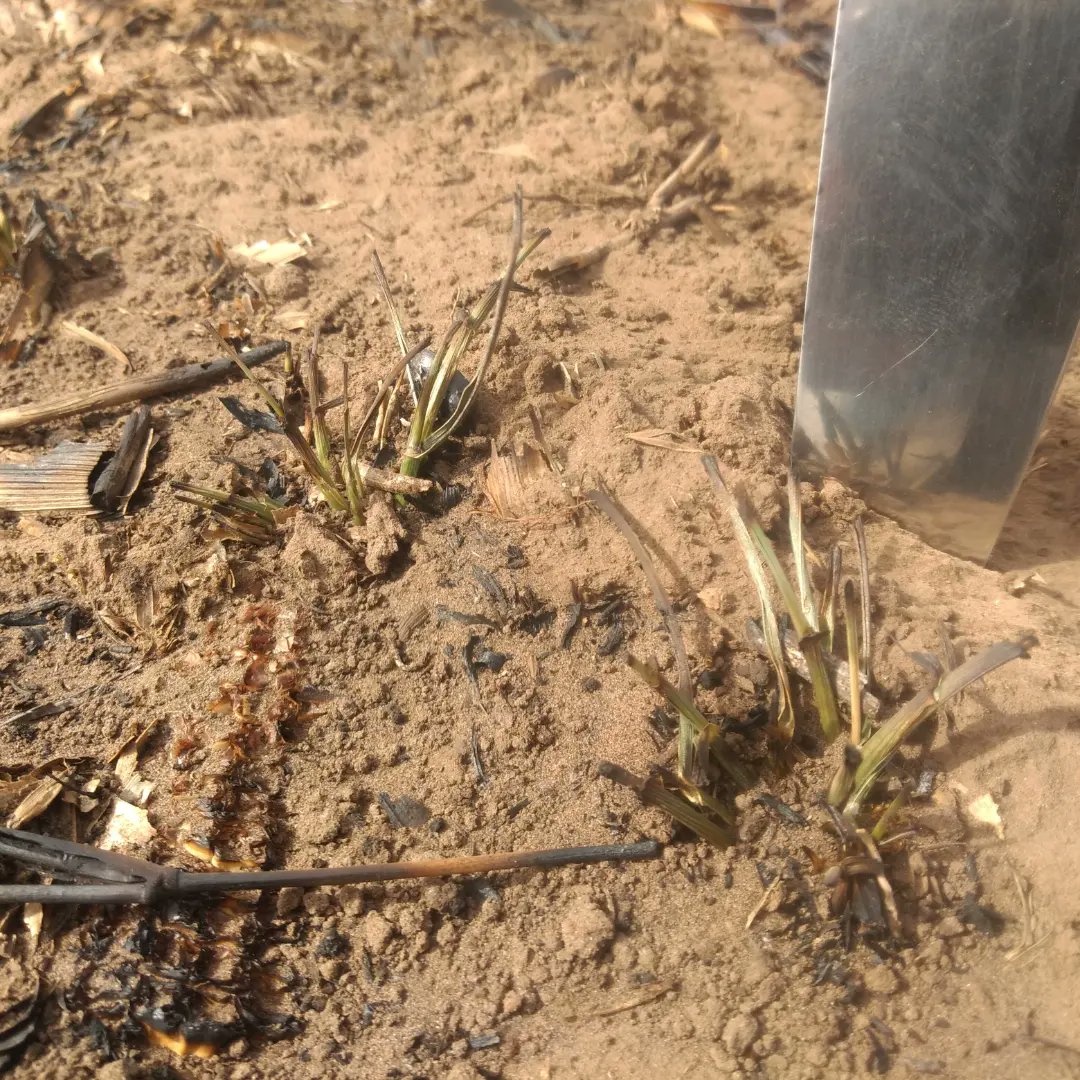 andreshadoc's tweet photo. Va a rebrotar... Veremos con qué posibilidad de formar rendimiento...
Las cenizas van a fertilizar la tierra y darle temperatura.
Agradezco a quienes trabajaron para que no sea peor.
#LaYunta
#Trigo22 https://t.co/fikkQeAck4