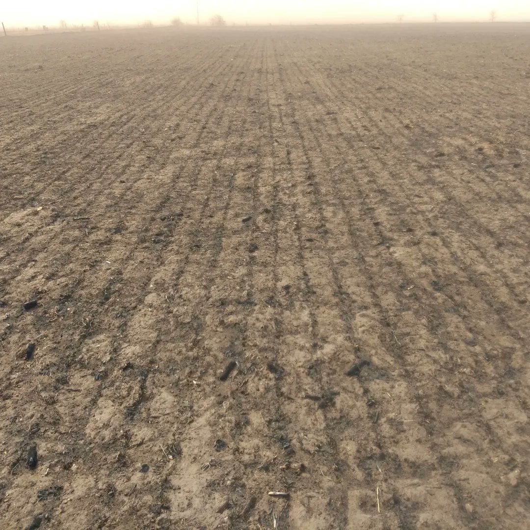 andreshadoc's tweet photo. Va a rebrotar... Veremos con qué posibilidad de formar rendimiento...
Las cenizas van a fertilizar la tierra y darle temperatura.
Agradezco a quienes trabajaron para que no sea peor.
#LaYunta
#Trigo22 https://t.co/fikkQeAck4