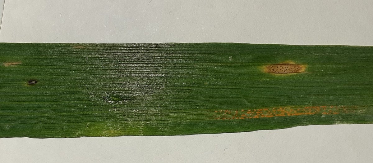 Ben Morris tweet media