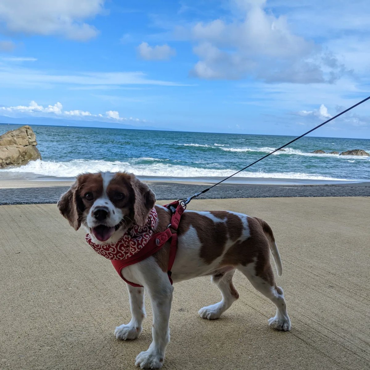 LINDE1206's tweet photo. 桂浜に行ってきました❤この日はいい天気で���高でしたー❗ https://t.co/Gv1Qgc38C1