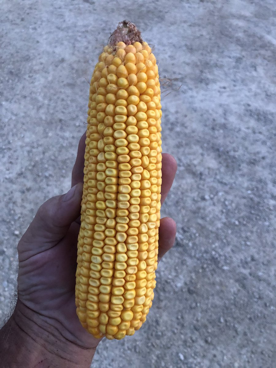 ttheede's tweet photo. Channel 207-27STXRIB is a phenomenal hybrid for corn on corn.  Our area is in the epicenter of Tar Spot and it is incredibly clean! https://t.co/EXZMDi7zCE