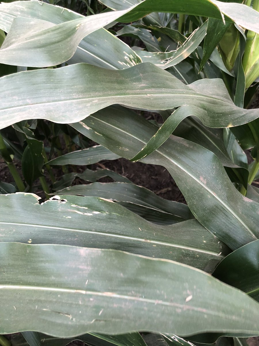 ttheede's tweet photo. Channel 207-27STXRIB is a phenomenal hybrid for corn on corn.  Our area is in the epicenter of Tar Spot and it is incredibly clean! https://t.co/EXZMDi7zCE