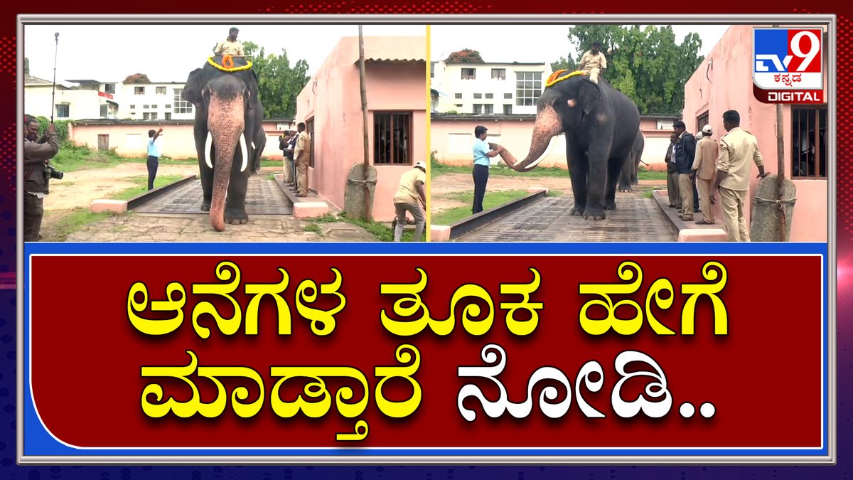tv9kannada's tweet photo. Elephant: ಮೈಸೂರಿನಲ್ಲಿ ಇಂದು ದಸರಾ ಗಜಪಡೆಗೆ ತೂಕ ಪರೀಕ್ಷೆ | Tv9 Kannada 

Video Link►https://t.co/jQqHzXIbcw

#tv9kannadadigital #Elephant #ElephantWeight #Weighttest #Mysore #Dasara https://t.co/66dLqTyFlU