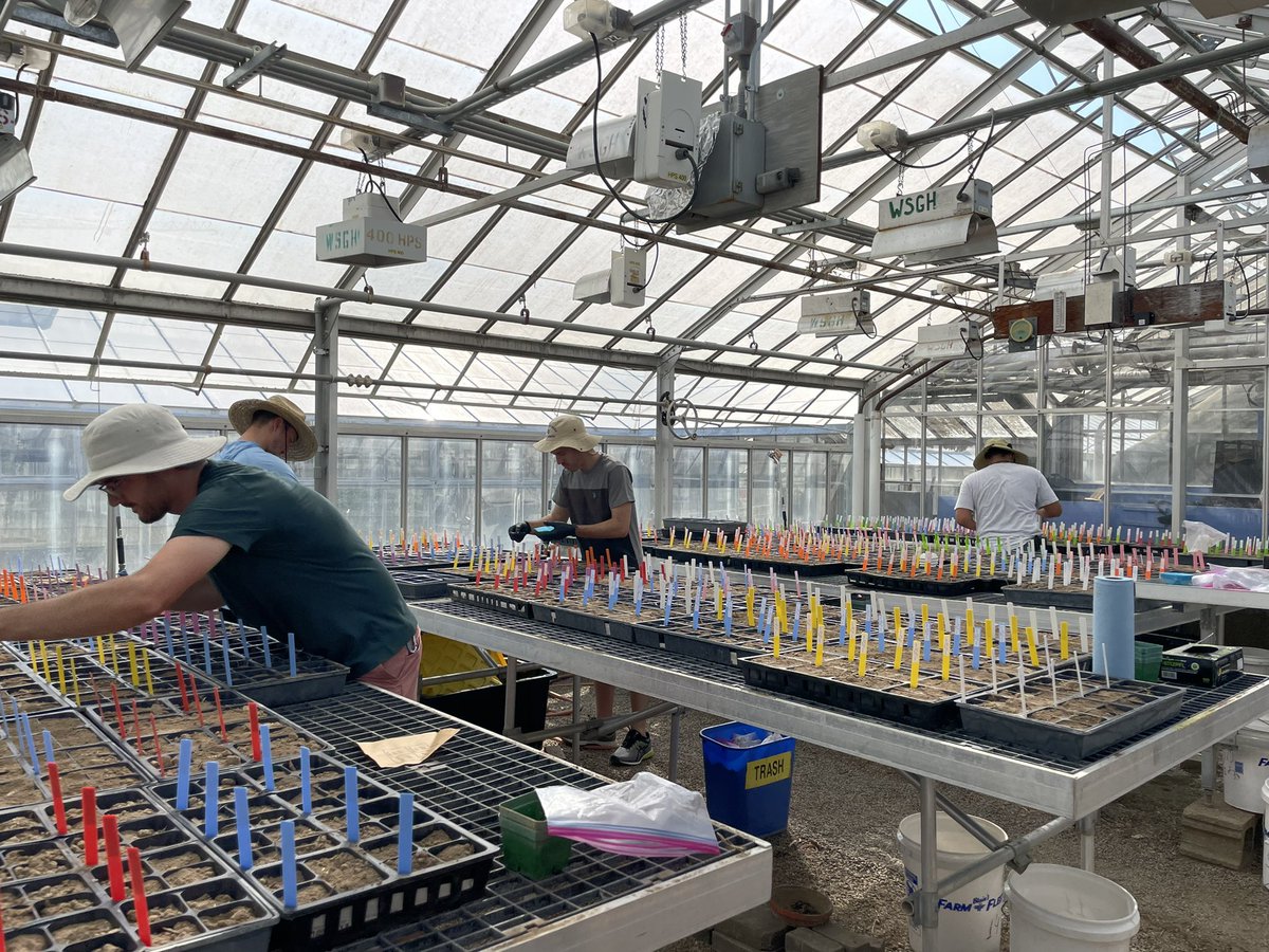 Tatianesevero16's tweet photo. A lot of fun today. The @WiscWeeds Team helped me to establish my 2nd-year Research Experiment evaluating the impact of residual herbicides on interseeded #covercrops. Thanks a lot, all! I am looking forward to seeing the results. https://t.co/2EoKw3fN34
