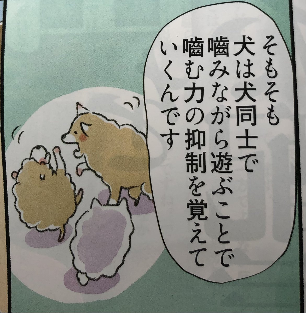 今週のspa!「犬々ワンダーランド」は引き継ぎ犬の学校ミナクル編です。子犬の甘噛みについて話をうかがいました。犬の学校編は次回で最後です。 