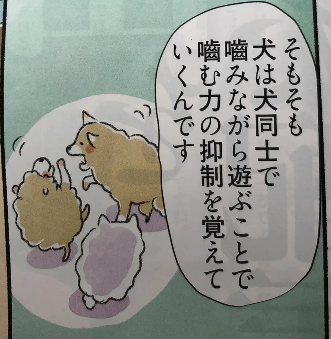 今週のspa!「犬々ワンダーランド」は引き継ぎ犬の学校ミナクル編です。子犬の甘噛みについて話をうかがいました。犬の学校編は次回で最後です。 