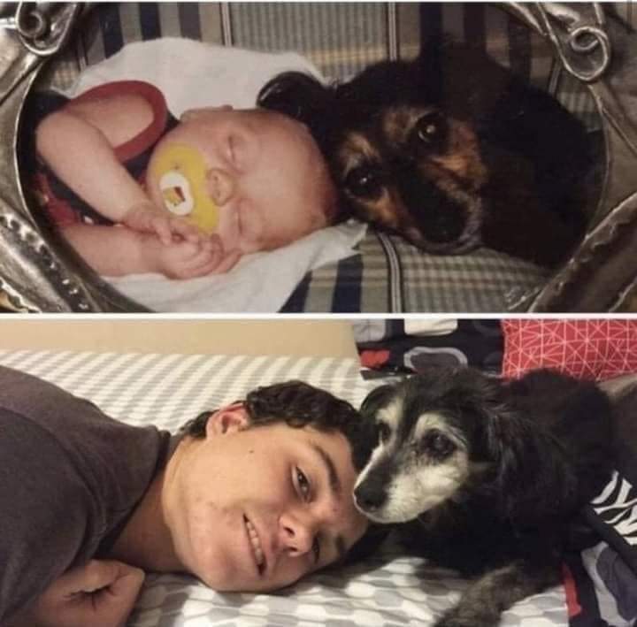 Necesito un 🐶 en mi vida tweet media