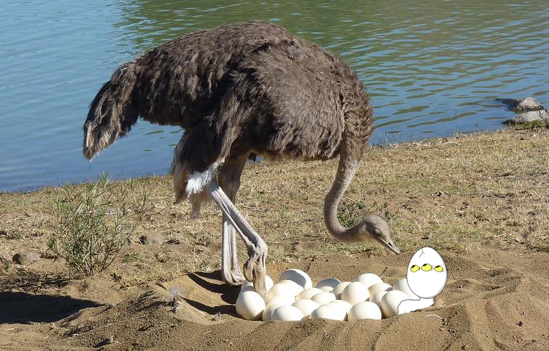 PuddlesMegan's tweet photo. Aito what are you doing?? 😵🥚 https://t.co/Zh7xHw3g13