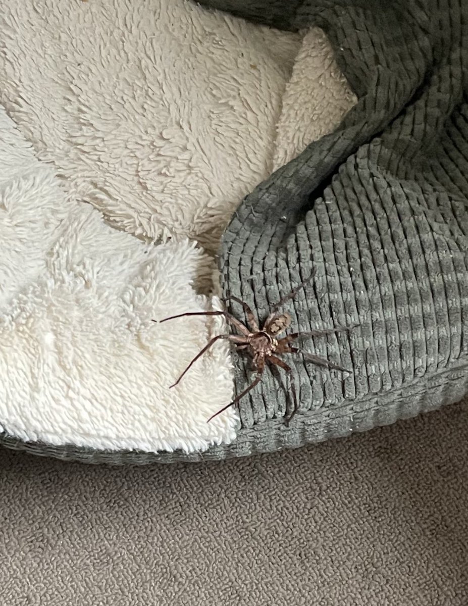 Just found this living in my bedside table. Anyone know any countries that are hiring? Think I’m about to quit Australia