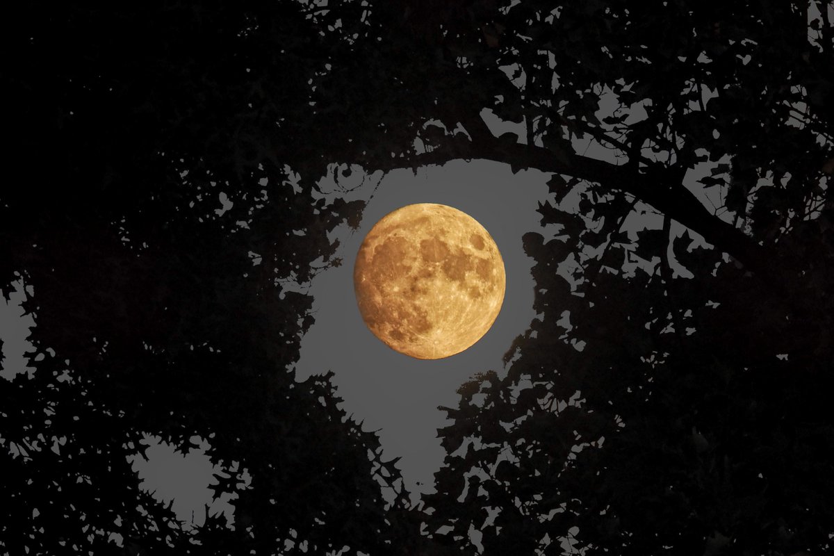 Tonight's 95%-full Moon through an opening in the trees of Central Park.