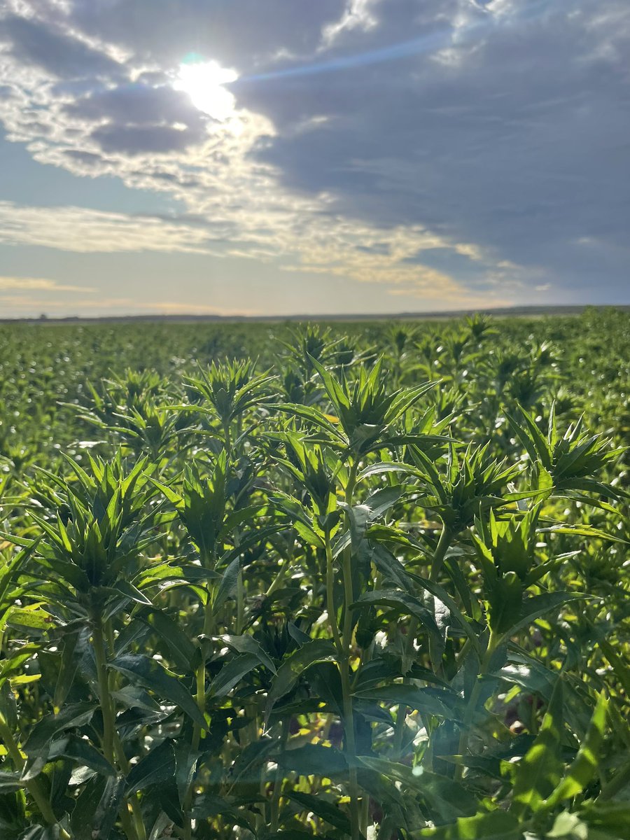 midoxgatefarm's tweet photo. Fantastic day yesterday at our 2022 Mullewa Dryland Farmers Initiative Field Day.
Thanks to all our speakers, bus drivers, hosts & attendees for making it so interactive.
Shoutout to our major sponsors - Country Wide Insurance Brokers, BASF, CSBP & Gearing Butchers.
#mdfi https://t.co/OjhlS2spO8