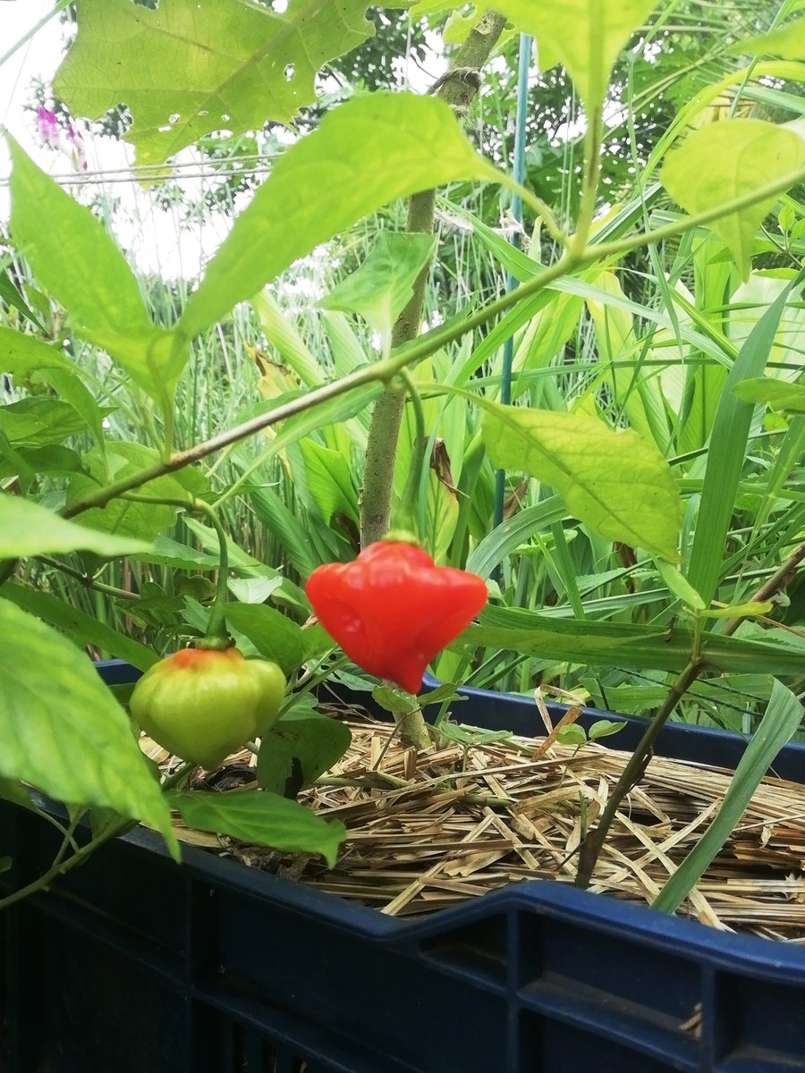 Ají Trompito terminando de madurar y acercándose al momento de cosecha
🌶️😃💚👌🏼

#huerto #organico #panamá