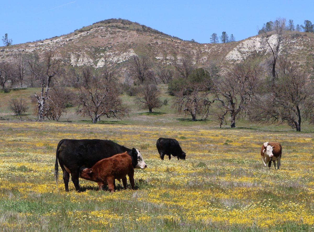 Register for the California Oak Symposium, Oct. 31–Nov. 3 in San Luis Obispo. 
Topics ⬇️
#ClimateChange, wildlife, #oak restoration, pests and diseases, wildfire, and more.

Students ➡️ Apply for a scholarship to attend by Sept 21.
bit.ly/3B2sv7L
<a href="/ucbdavid/">David Ackerly</a> <a href="/SenJohnLaird/">Senator John Laird</a>