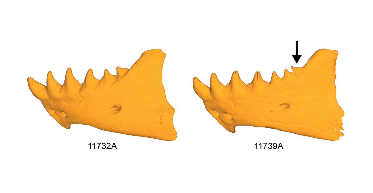 RebeccasBones's tweet photo. @boydpaleo @EmuLarge @VTechmeetsPaleo @Paleoswego Thank you!! And no, we didn't observe variation in the tooth count or spacing, at least in the upper dentition. We didn't formally examine the dentaries, but there is an individual with an extra tooth on their left dentary. https://t.co/kpxxajfExA