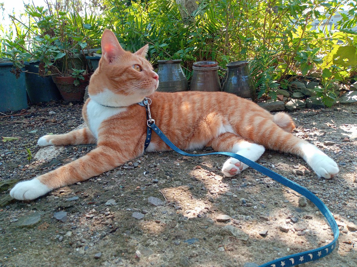 liftman06's tweet photo. お散歩中→木陰で休憩
帰宅　　→頭隠して尻隠さず
またね～🐱 https://t.co/zzIzf38sda