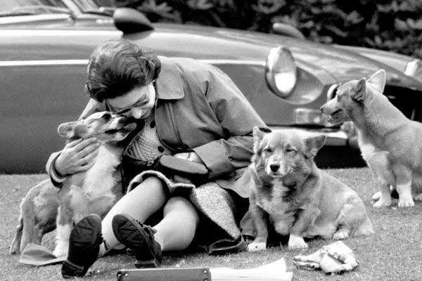analuzsaso's tweet photo. Aquí la pregunta más importante es ¿quién le va a explicar a los corgis que ella ya no va a regresar? https://t.co/Ou26O4TKVu