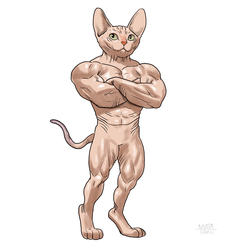 「猫。スフィンクス。#動物レスラー 」|瞬く🍎 絵のお仕事募集中🍏のイラスト