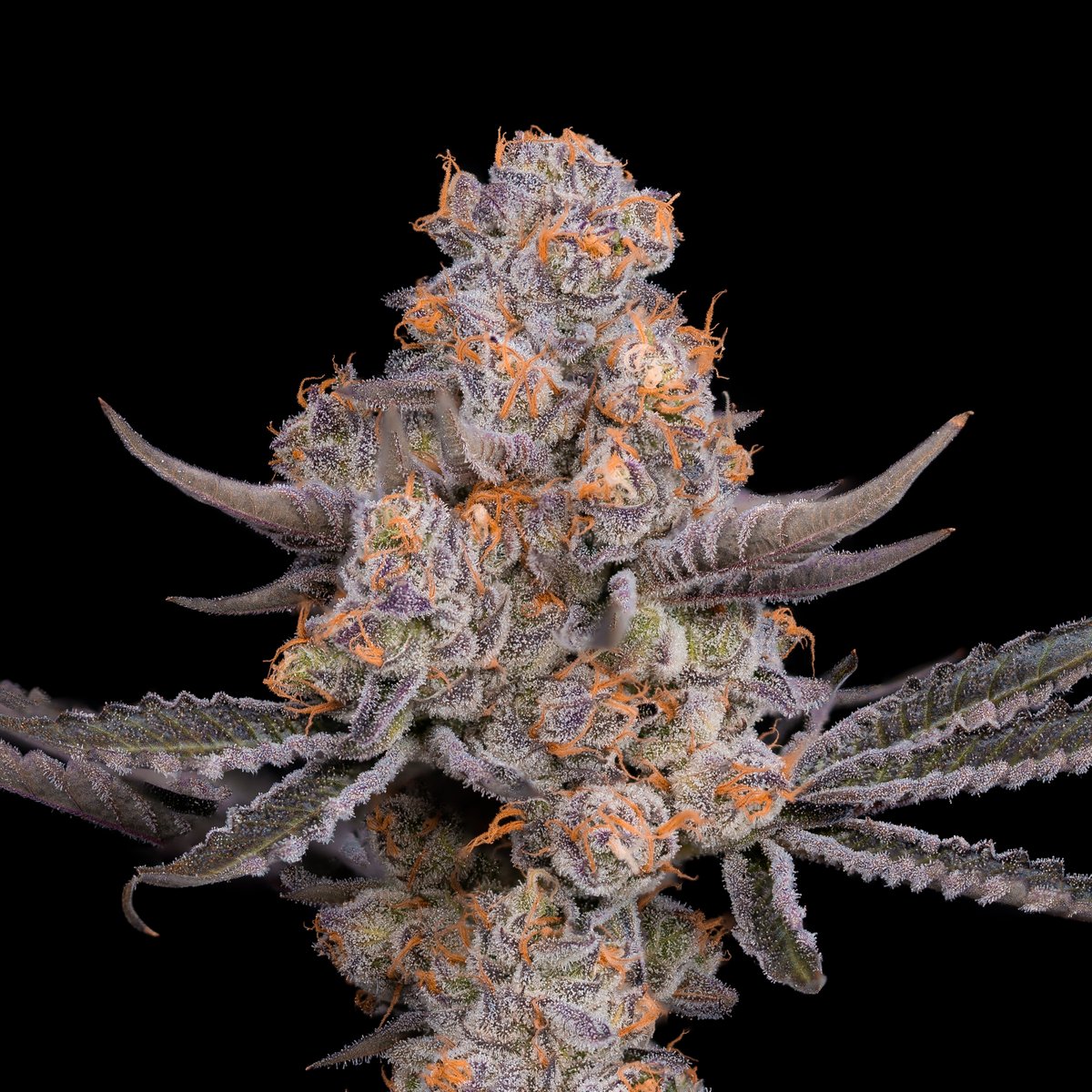 cookiesglobal's tweet photo. Canadian { Pink Rozay } 💎 grown for cookies x @RickRoss by @cookies_canada 🇨🇦 https://t.co/58RJ5vGZ3o