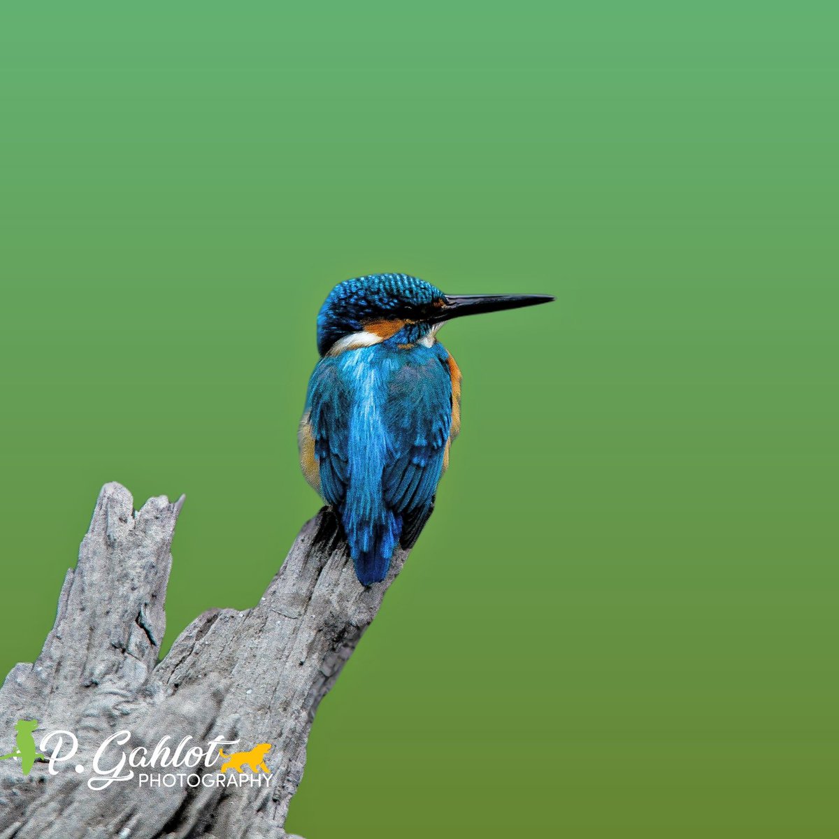 pg_photographie's tweet photo. Common #Kingfisher aka #smallbluekingfisher
For today's #commonbird Theme by @wildlifepackage for birds with Common word in their name
#IndiAves #birdwatching #birding #BirdsSeenIn2022 #BirdTwitter #birdphotography #BBCWildlifePOTD #ThePhotoHour #ThePhotoMode #NaturePhotography https://t.co/rgLzH0eq5t