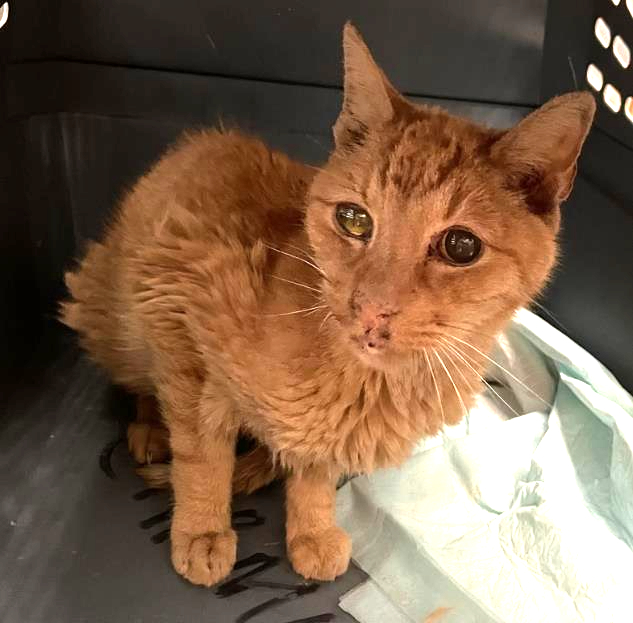 DubJH1009's tweet photo. https://t.co/AaRHxiZs3Z #WILLBEMURDERED #SCHEDULEDTODIE #DOSOMETHINGASAP #MUSTGETHELP #EMERGENCY #SOS #HELPIMMEDIATELY #MAYDAY #REDALERT #URGENT #SOS #CRITICAL #DESPERATE #nyc #cats https://t.co/xNc6rGfwDl