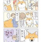 幼く見える日もあれば･･･!愛犬の顔に関するお話を描いた漫画が話題に!