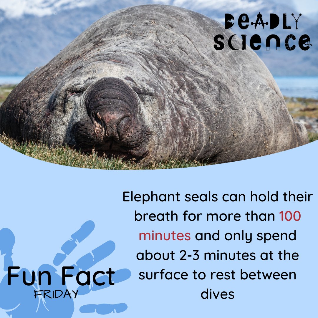 DeadlyScience's tweet image. Animals are pretty amazing. Do you know any other cool animal facts? Asking and answering questions about animals is called Biology! 

Give this fact a share &amp;amp; learn more about what we are up to Deadly Science: deadlyscience.org.au #STEMEducation #STEMForKids #StemAustralia"