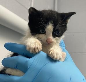 DubJH1009's tweet photo. https://t.co/BCD0qN5Cdb #NeedsHelp #MustGetHelp #HelpASAP #RedAlert #SOS #Mayday #DoSomethingPlease #Emergency #Desperate #nyc #cats #kitten https://t.co/sEfZNm6dJ7