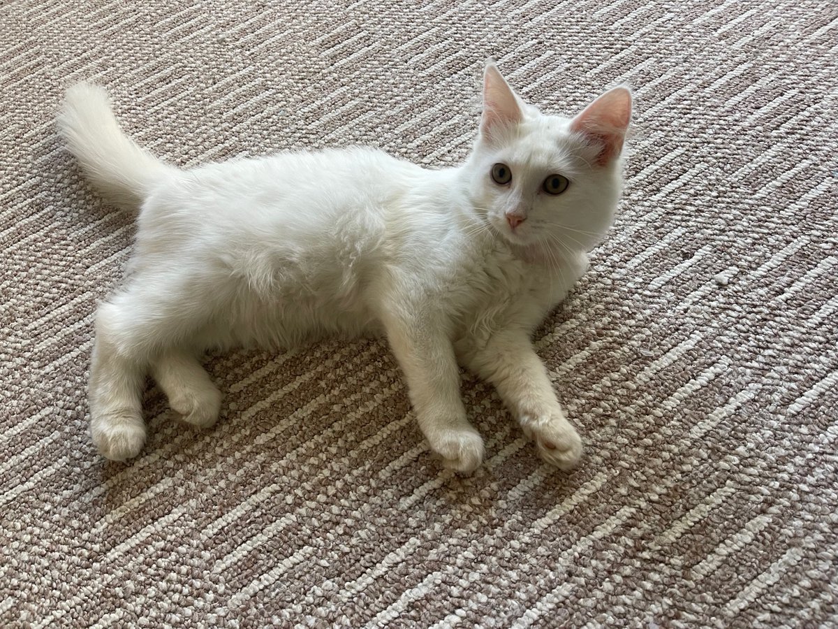 Juglā, Umurgas ielā pieklīdis mazs, balts, glīts, bezgala draudzīgs 4-5 mēnešus vecs māju kaķītis - šķiet, kaķenīte - ar sarkanu siksniņu ap kaklu. Droši vien kāds pēc noklīdušā astaiņa ļoti skumst un ilgojas. Lūgums RT, ja nav grūti. Pašreizējais kaķīša tālruņa Nr. - 29277525.