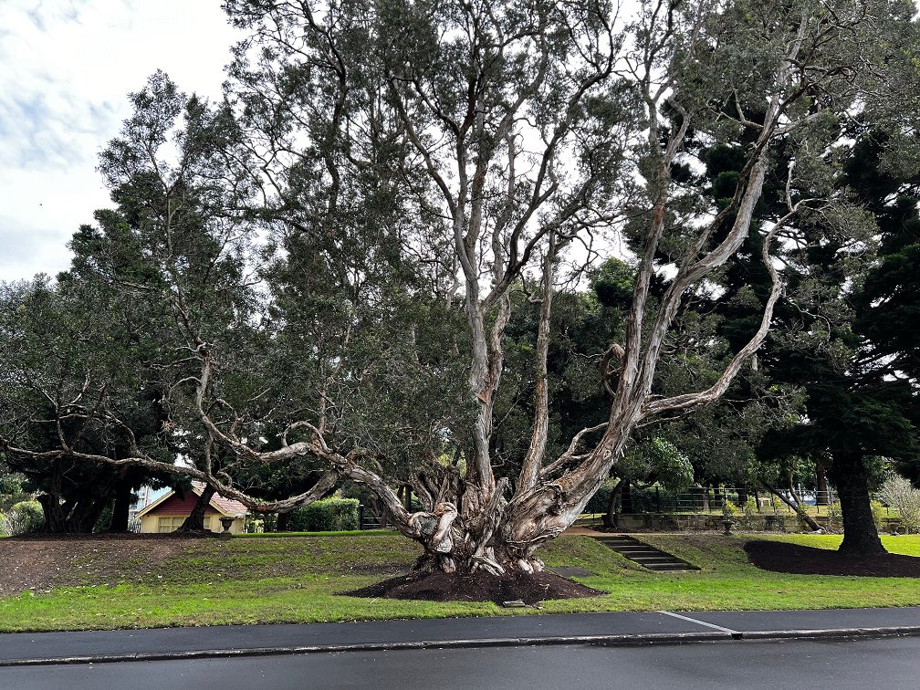 Today we reflect on the life of Her Majesty Queen Elizabeth ll. Her Majesty planted a paperbark tree in the grounds of Government House in 1954, which still stands today. To lay a floral tribute please read this information about access &amp; floral protocols: bit.ly/3d0RFeU