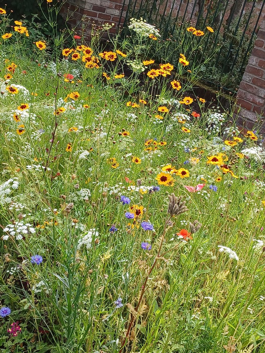 CGASelantAmy's tweet photo. Great week working out in the community attending events, meeting groups of CGA tenants and seeing some lovely green spaces 💚

@CGASharon @CGALisaT https://t.co/Vty5ZT2dG3
