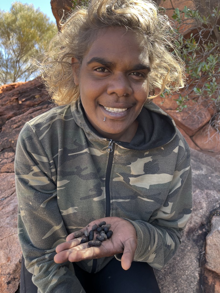 Warburton Rangers have been out on Country looking for healthy signs of both Warru (black-footed rock-wallaby) and Tjakuṟa (great desert skink). These are two of the four priority threatened species the Warburton Rangers are protecting on their country. #threatenedspeciesday